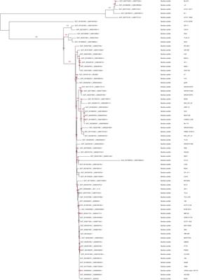 Whole Genome Sequencing and Root Colonization Studies Reveal Novel Insights in the Biocontrol Potential and Growth Promotion by Bacillus subtilis MBI 600 on Cucumber